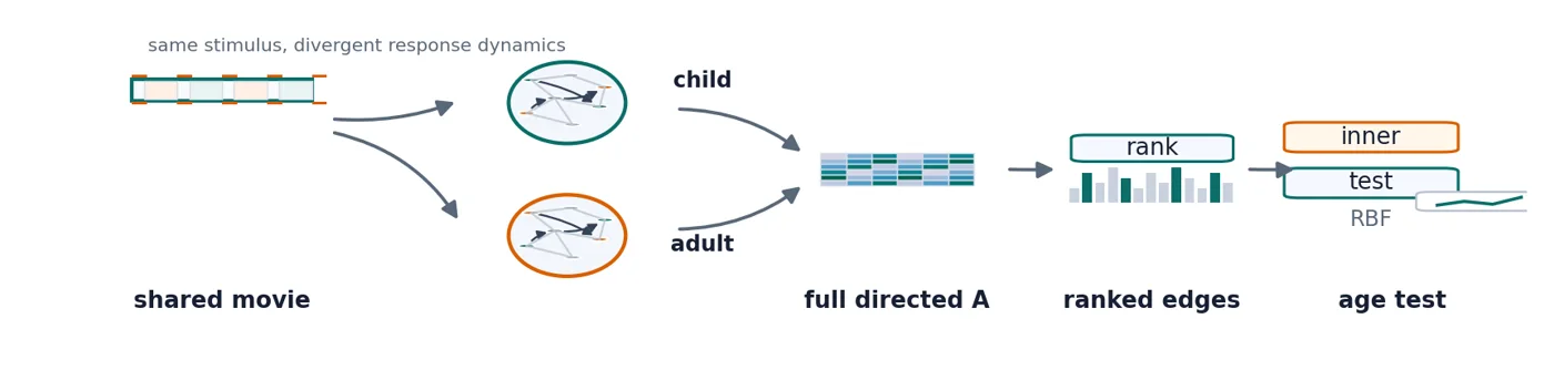 Figure: Detecting Developmental Age-Group Signals in Naturalistic fMRI Using Large-Scale Augmented Granger Causality